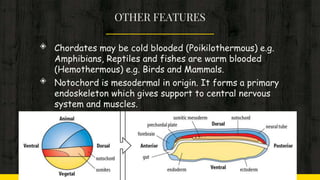 OTHER FEATURES
◈ Chordates may be cold blooded (Poikilothermous) e.g.
Amphibians, Reptiles and fishes are warm blooded
(Hemothermous) e.g. Birds and Mammals.
◈ Notochord is mesodermal in origin. It forms a primary
endoskeleton which gives support to central nervous
system and muscles.
 