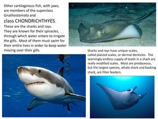 Other cartilaginous fish, with jaws,
are members of the superclass
Gnathostomata and
class CHONDRICHTHYES.
These are the sharks and rays.
They are known for their spiracles,
through which water enters to irrigate
the gills. Most of them must swim for
their entire lives in order to keep water
moving over their gills. Sharks and rays have unique scales,
called placoid scales, or dermal denticles. The
seemingly endless supply of teeth in a shark are
really modified scales. Most are predaceous,
but the largest species, whale shark and basking
shark, are filter feeders.
 