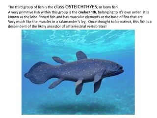 The third group of fish is the class OSTEICHTHYES, or bony fish.
A very primitive fish within this group is the coelacanth, belonging to it’s own order. It is
known as the lobe-finned fish and has muscular elements at the base of fins that are
Very much like the muscles in a salamander’s leg. Once thought to be extinct, this fish is a
descendent of the likely ancestor of all terrestrial vertebrates!
 