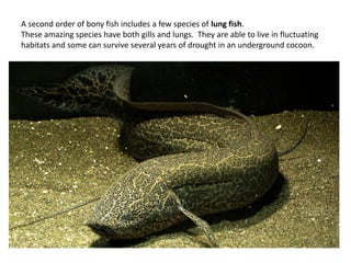 A second order of bony fish includes a few species of lung fish.
These amazing species have both gills and lungs. They are able to live in fluctuating
habitats and some can survive several years of drought in an underground cocoon.
 