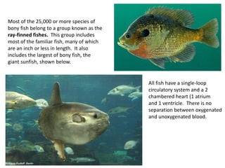 Most of the 25,000 or more species of
bony fish belong to a group known as the
ray-finned fishes. This group includes
most of the familiar fish, many of which
are an inch or less in length. It also
includes the largest of bony fish, the
giant sunfish, shown below.
All fish have a single-loop
circulatory system and a 2
chambered heart (1 atrium
and 1 ventricle. There is no
separation between oxygenated
and unoxygenated blood.
 
