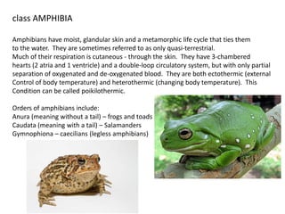 class AMPHIBIA
Amphibians have moist, glandular skin and a metamorphic life cycle that ties them
to the water. They are sometimes referred to as only quasi-terrestrial.
Much of their respiration is cutaneous - through the skin. They have 3-chambered
hearts (2 atria and 1 ventricle) and a double-loop circulatory system, but with only partial
separation of oxygenated and de-oxygenated blood. They are both ectothermic (external
Control of body temperature) and heterothermic (changing body temperature). This
Condition can be called poikilothermic.
Orders of amphibians include:
Anura (meaning without a tail) – frogs and toads
Caudata (meaning with a tail) – Salamanders
Gymnophiona – caecilians (legless amphibians)
 