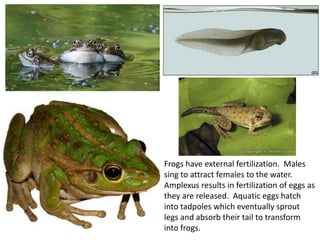 Frogs have external fertilization. Males
sing to attract females to the water.
Amplexus results in fertilization of eggs as
they are released. Aquatic eggs hatch
into tadpoles which eventually sprout
legs and absorb their tail to transform
into frogs.
 