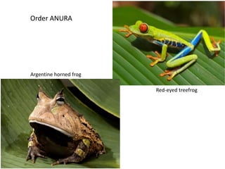 Red-eyed treefrog
Argentine horned frog
Order ANURA
 