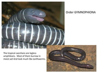 Order GYMNOPHIONA
The tropical caecilians are legless
amphibians. Most of them burrow in
moist soil And look much like earthworms.
 