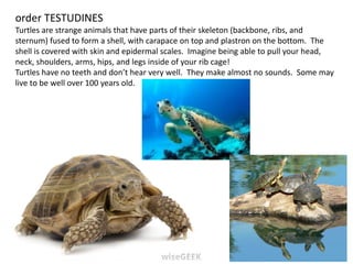 order TESTUDINES
Turtles are strange animals that have parts of their skeleton (backbone, ribs, and
sternum) fused to form a shell, with carapace on top and plastron on the bottom. The
shell is covered with skin and epidermal scales. Imagine being able to pull your head,
neck, shoulders, arms, hips, and legs inside of your rib cage!
Turtles have no teeth and don’t hear very well. They make almost no sounds. Some may
live to be well over 100 years old.
 