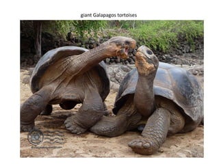 giant Galapagos tortoises
 