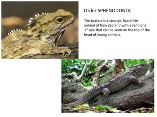 Order SPHENODONTA
The tuatara is a strange, lizard-like
animal of New Zealand with a remnant
3rd eye that can be seen on the top of the
head of young animals.
 