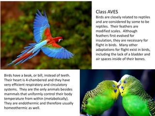 Class AVES
Birds are closely related to reptiles
and are considered by some to be
reptiles. Their feathers are
modified scales. Although
feathers first evolved for
insulation, they are necessary for
flight in birds. Many other
adaptations for flight exist in birds,
including the lack of a bladder and
air spaces inside of their bones.
Birds have a beak, or bill, instead of teeth.
Their heart is 4-chambered and they have
very efficient respiratory and circulatory
systems. They are the only animals besides
mammals that uniformly control their body
temperature from within (metabolically).
They are endothermic and therefore usually
homeothermic as well.
 