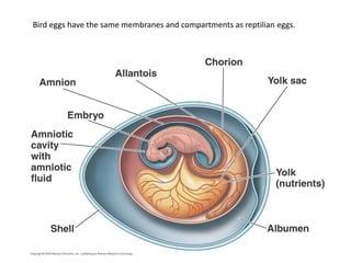 Bird eggs have the same membranes and compartments as reptilian eggs.
 