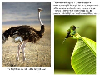 The flightless ostrich is the largest bird.
The bee hummingbird is the smallest bird.
Most hummingbirds drop their body temperature
while sleeping at night in order to save energy.
They are so small that their surface area to
volume ratio is high and results in rapid heat loss.
 
