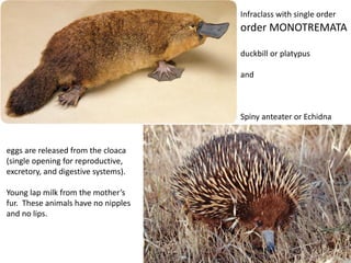 Infraclass with single order
order MONOTREMATA
duckbill or platypus
and
Spiny anteater or Echidna
eggs are released from the cloaca
(single opening for reproductive,
excretory, and digestive systems).
Young lap milk from the mother’s
fur. These animals have no nipples
and no lips.
 