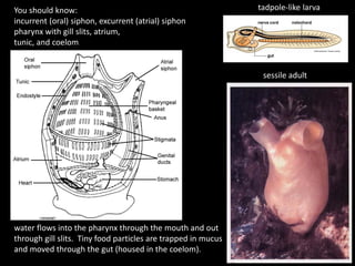 tadpole-like larva
sessile adult
You should know:
incurrent (oral) siphon, excurrent (atrial) siphon
pharynx with gill slits, atrium,
tunic, and coelom
water flows into the pharynx through the mouth and out
through gill slits. Tiny food particles are trapped in mucus
and moved through the gut (housed in the coelom).
 