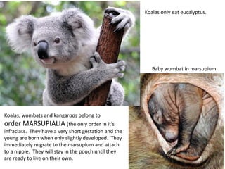 Koalas, wombats and kangaroos belong to
order MARSUPIALIA (the only order in it’s
infraclass. They have a very short gestation and the
young are born when only slightly developed. They
immediately migrate to the marsupium and attach
to a nipple. They will stay in the pouch until they
are ready to live on their own.
Koalas only eat eucalyptus.
Baby wombat in marsupium
 