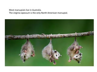 Most marsupials live in Australia.
The virginia opossum is the only North American marsupial.
 