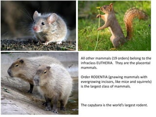 All other mammals (19 orders) belong to the
infraclass EUTHERIA. They are the placental
mammals.
Order RODENTIA (gnawing mammals with
evergrowing incisors, like mice and squirrels)
is the largest class of mammals.
The capybara is the world’s largest rodent.
 