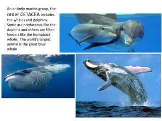 An entirely marine group, the
order CETACEA includes
the whales and dolphins.
Some are predaceous like the
dophins and others are filter-
feeders like the humpback
whale. The world’s largest
animal is the great blue
whale
 