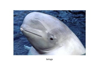 beluga
 