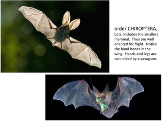 order CHIROPTERA,
bats, includes the smallest
mammal. They are well
adapted for flight. Notice
the hand bones in the
wing. Hands and legs are
connected by a patagium.
 