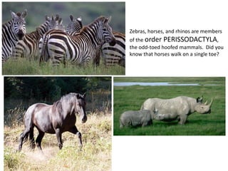 Zebras, horses, and rhinos are members
of the order PERISSODACTYLA,
the odd-toed hoofed mammals. Did you
know that horses walk on a single toe?
 