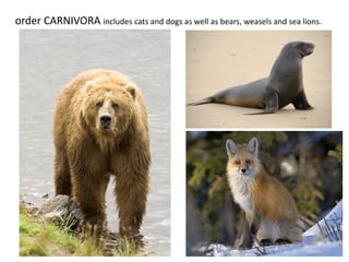 order CARNIVORA includes cats and dogs as well as bears, weasels and sea lions.
 