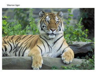 Siberian tiger
 