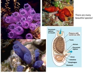 There are many
beautiful species!
 