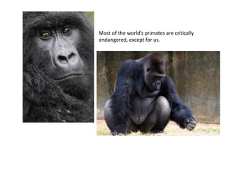 Most of the world’s primates are critically
endangered, except for us.
 