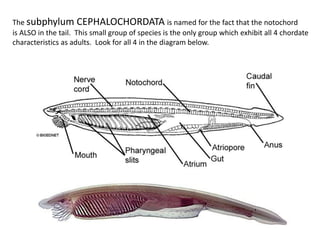 The subphylum CEPHALOCHORDATA is named for the fact that the notochord
is ALSO in the tail. This small group of species is the only group which exhibit all 4 chordate
characteristics as adults. Look for all 4 in the diagram below.
 