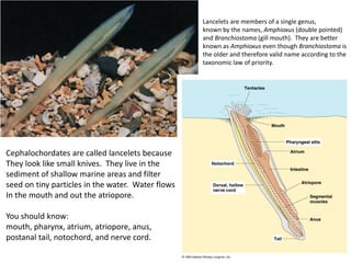 Cephalochordates are called lancelets because
They look like small knives. They live in the
sediment of shallow marine areas and filter
seed on tiny particles in the water. Water flows
In the mouth and out the atriopore.
You should know:
mouth, pharynx, atrium, atriopore, anus,
postanal tail, notochord, and nerve cord.
Lancelets are members of a single genus,
known by the names, Amphioxus (double pointed)
and Branchiostoma (gill mouth). They are better
known as Amphioxus even though Branchiostoma is
the older and therefore valid name according to the
taxonomic law of priority.
 