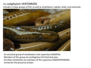 The subphylum VERTEBRATA
Includes 3 major groups of fish, as well as amphibians, reptiles, birds, and mammals.
An ancestral group of vertebrates is the superclass AGNATHA.
Members of this group are cartilaginous fish that lack jaws.
All other vertebrates are members of the superclass GNATHOSTOMATA,
named for the presence of jaws.
 