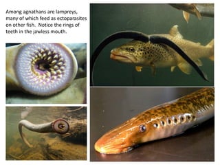 Among agnathans are lampreys,
many of which feed as ectoparasites
on other fish. Notice the rings of
teeth in the jawless mouth.
 