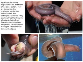 Agnathans also include
Hagfish which are detritivores
of the ocean bottom. They
are famous for slime
production and for their
flexible bodies, with
cartilaginous skeletons. They
can literally tie their body into
a knot and slip the knot
forward to push their body
away from a carcass they are
feeding on. That’s one way
to live without jaws!
 