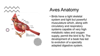 Presentation phylum Chordata class Aves.pptx