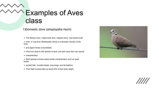 Presentation phylum Chordata class Aves.pptx