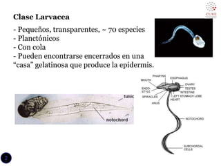 Clase Larvacea
- Pequeños, transparentes, ~ 70 especies
- Planctónicos
- Con cola
- Pueden encontrarse encerrados en una
“casa” gelatinosa que produce la epidermis.
2
 