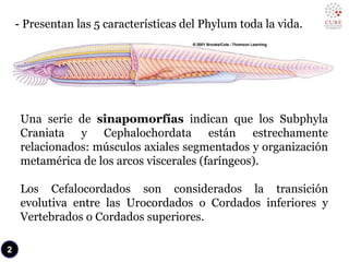 - Presentan las 5 características del Phylum toda la vida.
Una serie de sinapomorfías indican que los Subphyla
Craniata y Cephalochordata están estrechamente
relacionados: músculos axiales segmentados y organización
metamérica de los arcos viscerales (faríngeos).
Los Cefalocordados son considerados la transición
evolutiva entre las Urocordados o Cordados inferiores y
Vertebrados o Cordados superiores.
2
 
