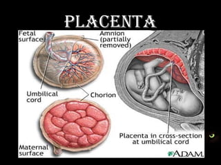 PlACENTA
 