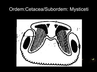 Ordem:Cetacea/Subordem: Mysticeti
 