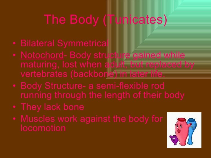 Chordata Urochordata Chordata Urochordata