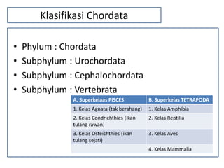 Api Chorbati penjelasan chordata dengan subfilm vertebrata | PDF