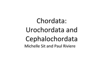 Chordata:
Urochordata and
Cephalochordata
Michelle Sit and Paul Riviere
 
