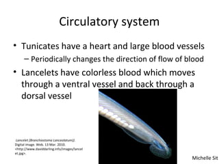 Circulatory system
• Tunicates have a heart and large blood vessels
– Periodically changes the direction of flow of blood
• Lancelets have colorless blood which moves
through a ventral vessel and back through a
dorsal vessel
Michelle Sit
Lancelet (Branchiostoma Lanceolatum)).
Digital image. Web. 13 Mar. 2010.
<http://www.daviddarling.info/images/lancel
et.jpg>.
 
