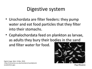 Digestive system
• Urochordata are filter feeders: they pump
water and eat food particles that they filter
into their stomachs.
• Cephalochordata feed on plankton as larvae,
as adults they bury their bodies in the sand
and filter water for food.
Paul Riviere
Digital image. Web. 13 Mar. 2010.
<http://interactive.usc.edu/members/rosenblj/archi
ves/plankton.jpg>.
 