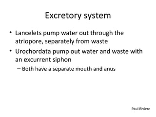 Excretory system
• Lancelets pump water out through the
atriopore, separately from waste
• Urochordata pump out water and waste with
an excurrent siphon
– Both have a separate mouth and anus
Paul Riviere
 