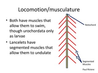 Locomotion/musculature
• Both have muscles that
allow them to swim,
though urochordata only
as larvae
• Lancelets have
segmented muscles that
allow them to undulate
Segmented
Muscles
Notochord
Paul Riviere
 