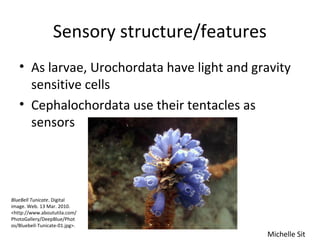 Sensory structure/features
• As larvae, Urochordata have light and gravity
sensitive cells
• Cephalochordata use their tentacles as
sensors
Michelle Sit
BlueBell Tunicate. Digital
image. Web. 13 Mar. 2010.
<http://www.aboututila.com/
PhotoGallery/DeepBlue/Phot
os/Bluebell-Tunicate-01.jpg>.
 