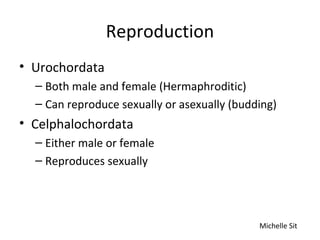 Reproduction
• Urochordata
– Both male and female (Hermaphroditic)
– Can reproduce sexually or asexually (budding)
• Celphalochordata
– Either male or female
– Reproduces sexually
Michelle Sit
 