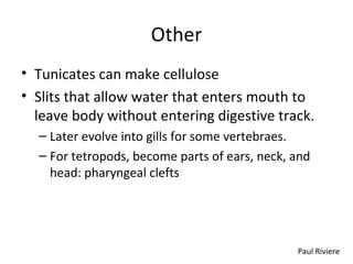 Other
• Tunicates can make cellulose
• Slits that allow water that enters mouth to
leave body without entering digestive track.
– Later evolve into gills for some vertebraes.
– For tetropods, become parts of ears, neck, and
head: pharyngeal clefts
Paul Riviere
 
