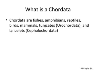 What is a Chordata
• Chordata are fishes, amphibians, reptiles,
birds, mammals, tunicates (Urochordata), and
lancelets (Cephalochordata)
Michelle Sit
 